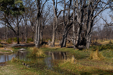 Image showing Moremi game reserve landscape