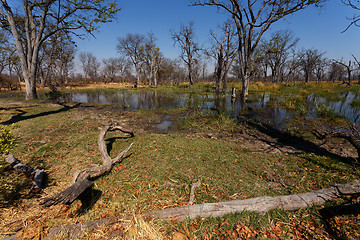 Image showing Moremi game reserve landscape