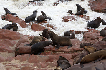 Image showing sea lions in Cape Cross, Namibia, wildlife