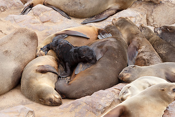 Image showing Small sea lion baby in Cape Cross