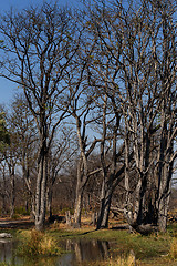 Image showing Moremi game reserve landscape