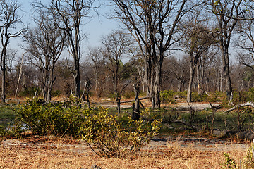 Image showing Moremi game reserve landscape