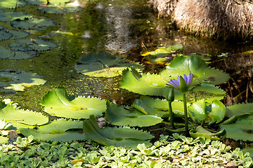 Image showing water lily in small pond