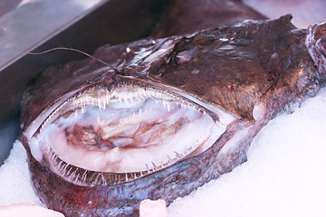 Image showing Monkfish