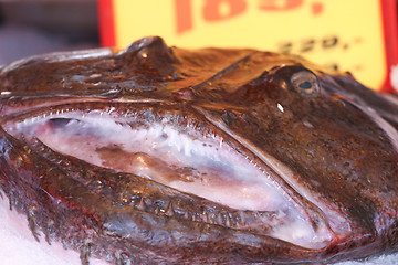 Image showing Monkfish