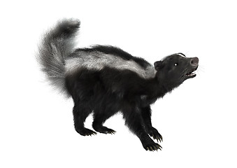 Image showing Striped Skunk on White