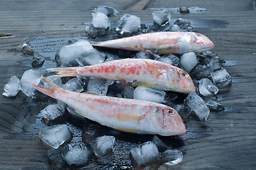 Image showing 
Fresh mullet lying on a bed of ice