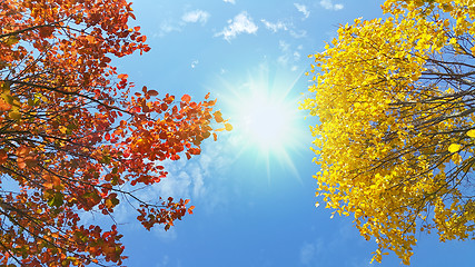 Image showing Bright yellow and red branches of autumn tree on sunny blue sky 