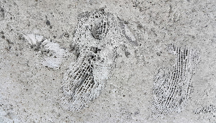 Image showing Stone texture with fossils