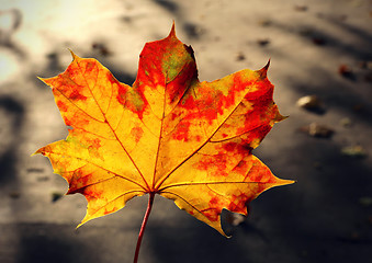 Image showing Autumn leaf of maple tree