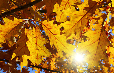 Image showing Bright autumn branch and sunlight