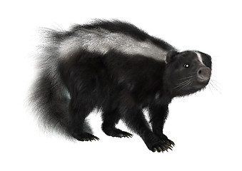 Image showing Striped Skunk on White