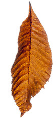 Image showing Brown Leaf Falling