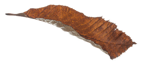 Image showing Brown Leaf Falling