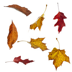 Image showing Autumn Leaves Falling