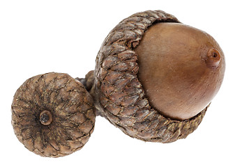 Image showing Twin Acorns