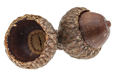 Image showing Twin Acorns