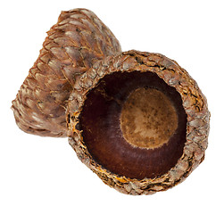 Image showing Twin Acorn Cupules