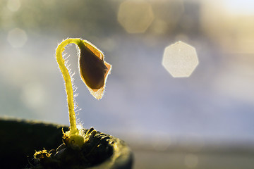 Image showing Macro of tiny flower sprout