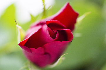 Image showing Nice red rose flower