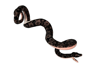 Image showing Cottonmouth Snake on White