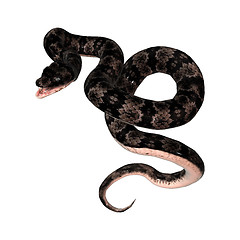 Image showing Cottonmouth Snake on White