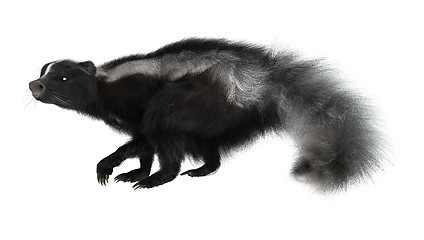 Image showing Striped Skunk on White