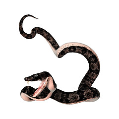 Image showing Cottonmouth Snake on White