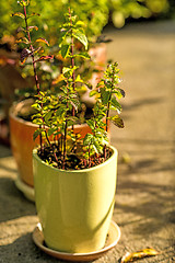 Image showing pot of herbs in warm sun