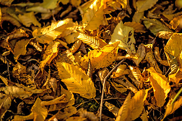 Image showing autumnal painted leaves in a heap