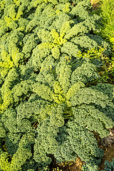 Image showing green kale in cultivation