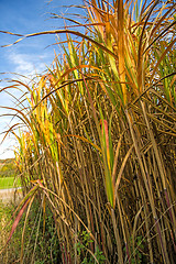 Image showing switch grass