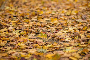 Image showing autumnal painted leaves