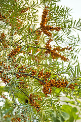 Image showing common sea-buckthorn fruits