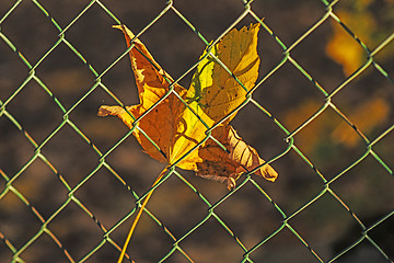 Image showing autumnal painted maple leaf behind a fence 