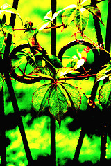 Image showing wild vines leaves at an old fence