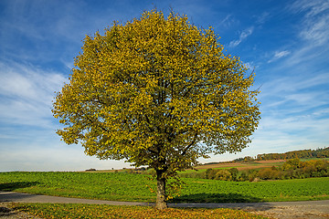 Image showing lime-tree in autumn