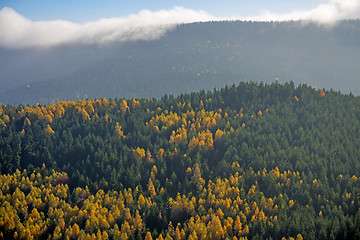 Image showing View to the atumnal painted forest of the Vosges, Alsace, France