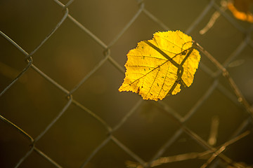 Image showing autumnal painted leaf behind a fence 