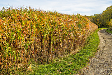 Image showing switch grass