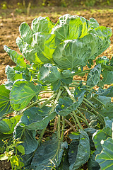 Image showing cultivation of Brussel sprouts