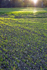 Image showing winter wheat in soft evening light