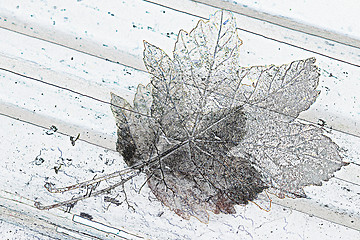 Image showing autumnal leaf on a park bench