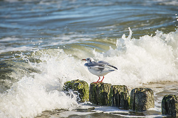 Image showing Black-headed gull on groynes in the Baltic Sea