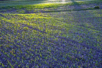 Image showing winter wheat in soft evening light