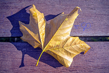 Image showing leaf on a park bench