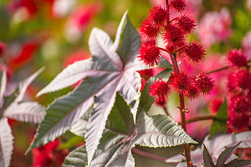 Image showing Castor-oil plant with bolls