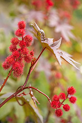 Image showing Castor-oil plant with bolls