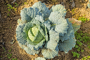 Image showing cultivation of savoy cabbage