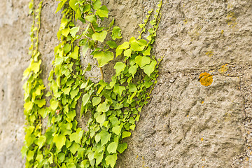 Image showing ivy on an old brick wall